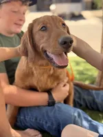 Grey | Adams, a male Golden Retriever for sale in Prescott, AZ – 1 of 3