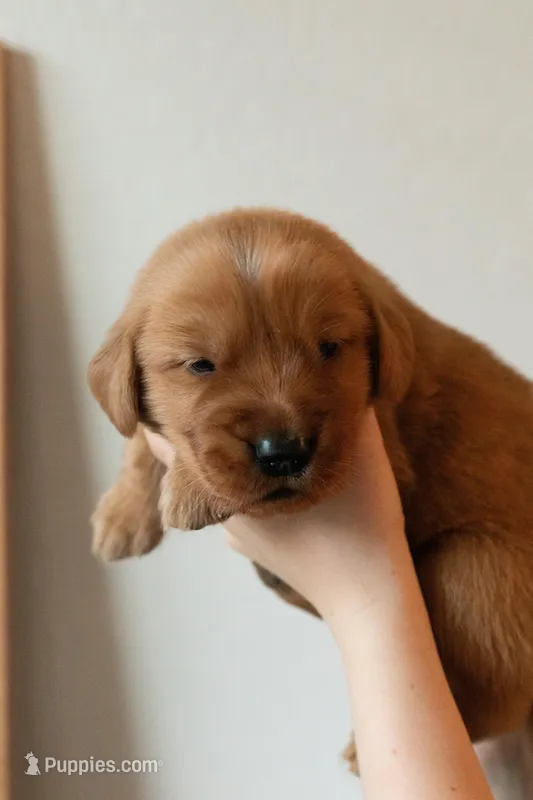 Lincoln | Light Green – Golden Retriever puppy for sale in Prescott, AZ