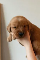 Lincoln | Light Green, a male Golden Retriever for sale in Prescott, AZ – 1 of 1