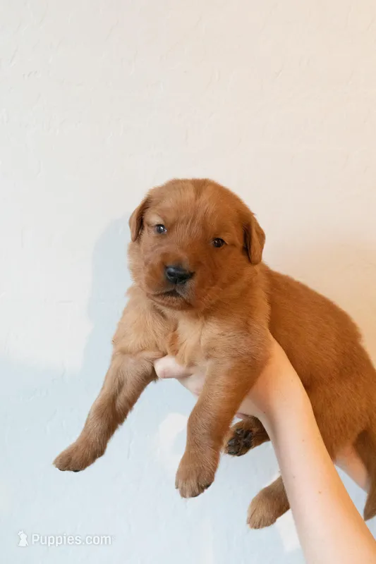 Teddy | Red – Golden Retriever puppy for sale in Prescott, AZ