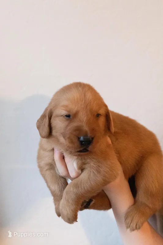 Georgie | Dark Green – Golden Retriever puppy for sale in Prescott, AZ