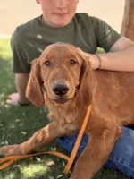 Georgie | Dark Green, a male Golden Retriever for sale in Prescott, AZ – 3 of 4