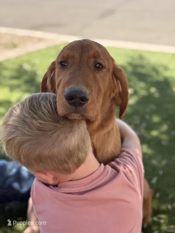 Cliff | Brown – Golden Retriever puppy for sale in Prescott, AZ