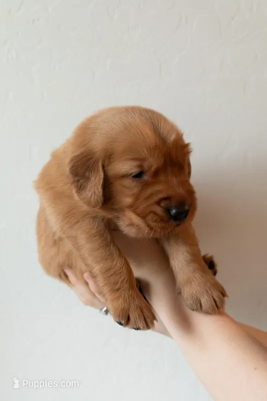 Grey | Adams – Golden Retriever puppy on hold in Prescott, AZ