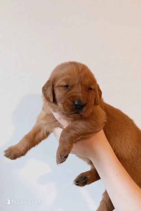 Rosie | Pink – Golden Retriever puppy for sale in Prescott, AZ