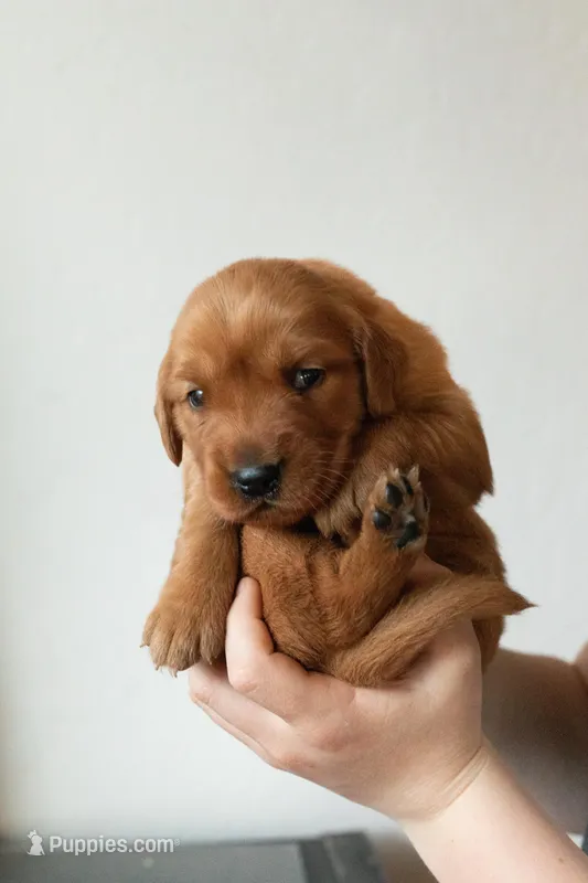 Elenor | Yellow – Golden Retriever puppy for sale in Prescott, AZ