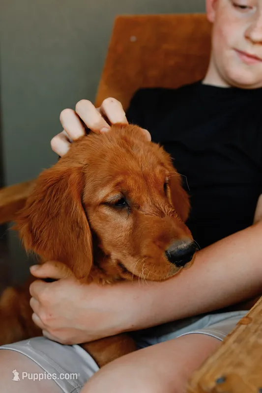 Elenor | Yellow – Golden Retriever puppy for sale in Prescott, AZ