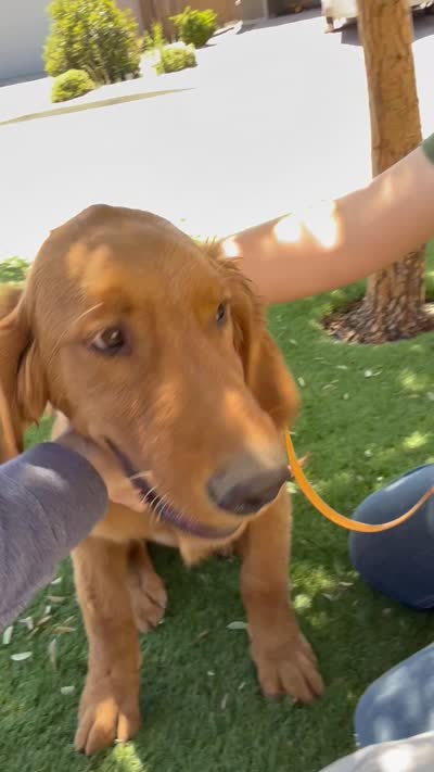 Georgie | Dark Green, a male Golden Retriever for sale in Prescott, AZ – 4 of 4