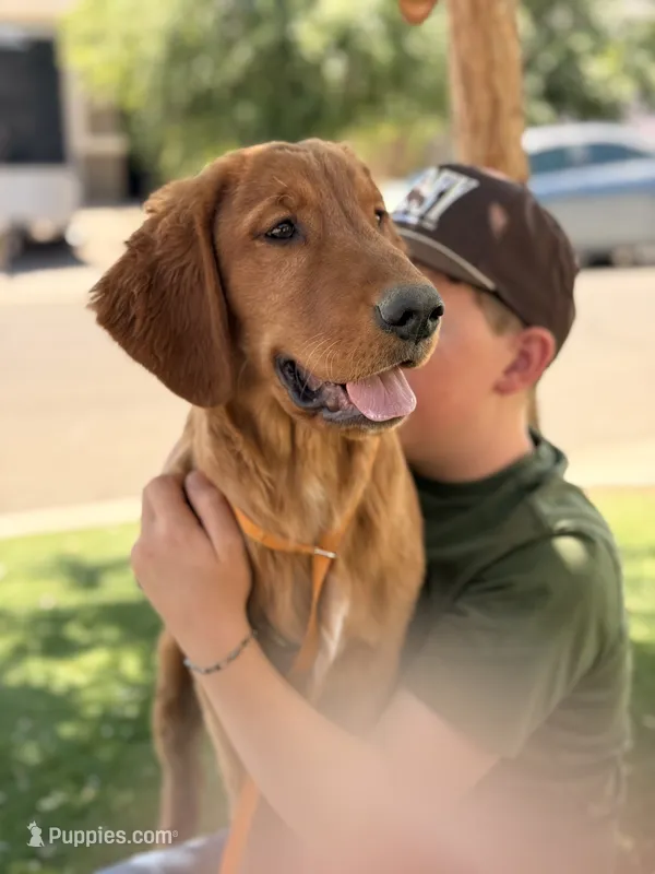 Lincoln | Light Green – Golden Retriever puppy for sale in Prescott, AZ