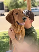 Lincoln | Light Green, a male Golden Retriever for sale in Prescott, AZ – 1 of 4