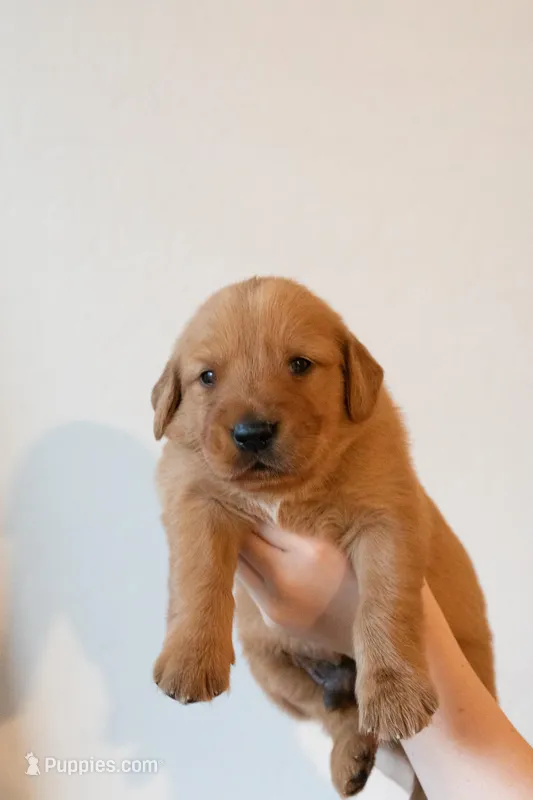 Jeffers | Blue – Golden Retriever puppy for sale in Prescott, AZ