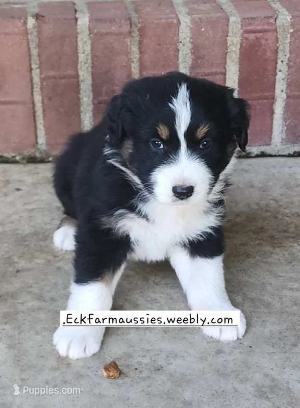 Black Tri – Australian Shepherd puppy for sale in Sarcoxie, MO