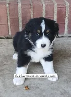 Black Tri, a male Australian Shepherd for sale in Sarcoxie, MO – 1 of 2