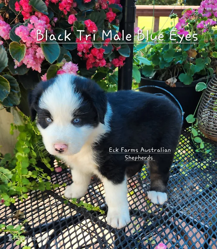Black Tri Male with blue eyes  – Australian Shepherd puppy for sale in Sarcoxie, MO