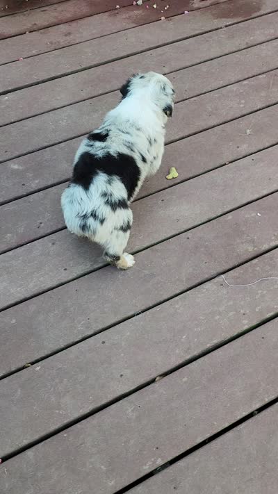 Blue Merle Male #1, a male Australian Shepherd for sale in Sarcoxie, MO – 2 of 2