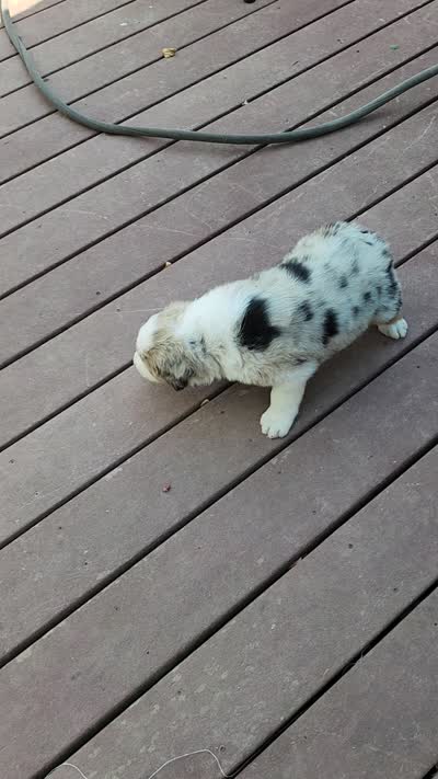 Blue Merle Male, a male Australian Shepherd for sale in Sarcoxie, MO – 2 of 2