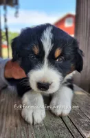 Black Tri, a male Australian Shepherd for sale in Sarcoxie, MO – 2 of 2