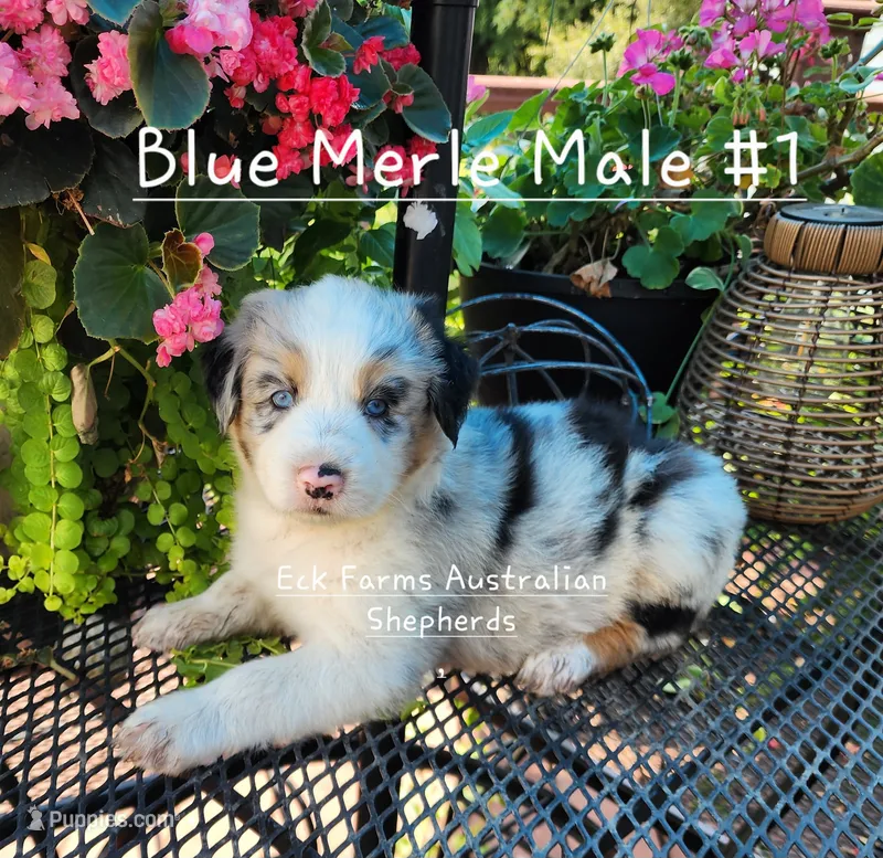 Blue Merle Male #1 – Australian Shepherd puppy for sale in Sarcoxie, MO