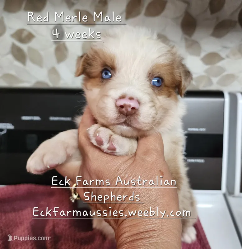 Red Merle  – Australian Shepherd puppy for sale in Sarcoxie, MO