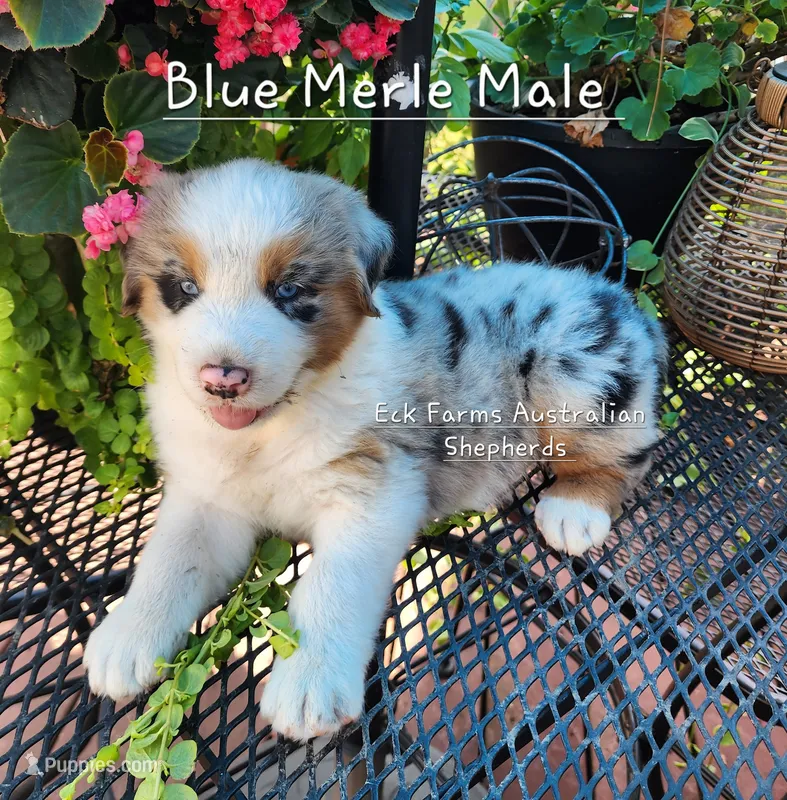 Blue Merle Male – Australian Shepherd puppy for sale in Sarcoxie, MO