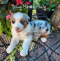 Blue Merle Male, a male Australian Shepherd for sale in Sarcoxie, MO – 1 of 2