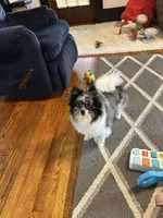 Bella, a female Pomeranian for sale in Lagrange, IN – Photo 3 of 3