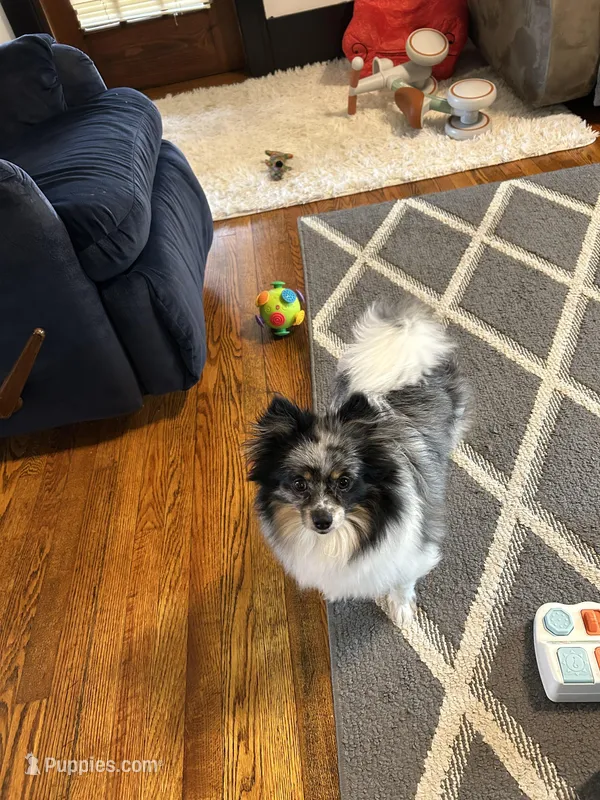 Bella – Pomeranian puppy for sale in Lagrange, IN