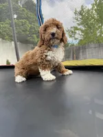 Baxter, a male Poodle - Standard  for sale in Orem, UT – 2 of 3