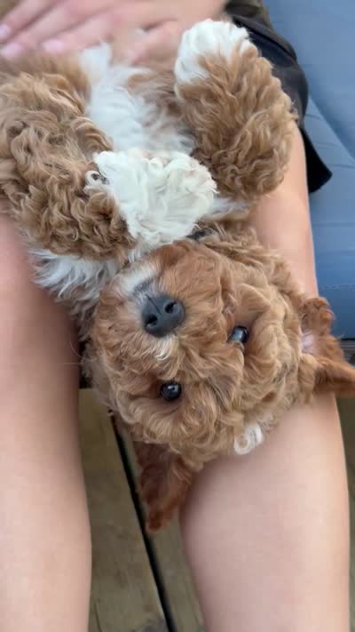 Diamond, a male Poodle - Standard  for sale in Orem, UT – 6 of 6