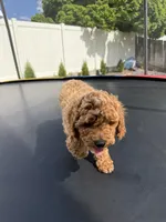Treasure, a male Poodle - Standard  for sale in Orem, UT – 2 of 4