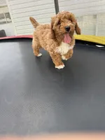 Diamond, a male Poodle - Standard  for sale in Orem, UT – 5 of 6