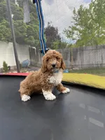 Baxter, a male Poodle - Standard  for sale in Orem, UT – 3 of 3