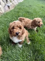 Diamond, a male Poodle - Standard  for sale in Orem, UT – 2 of 6