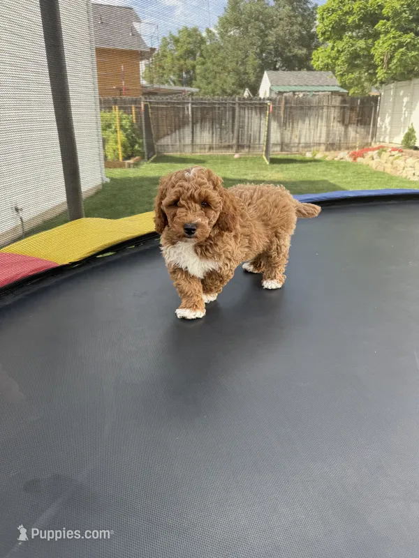 Diamond – Poodle - Standard  puppy for sale in Orem, UT