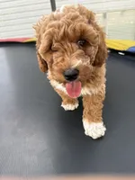 Diamond, a male Poodle - Standard  for sale in Orem, UT – 3 of 6
