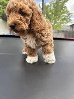 Bear, a male Poodle - Standard  for sale in Orem, UT – 2 of 4