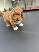 Bear, a male Poodle - Standard  for sale in Orem, UT – 3 of 4