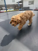 Treasure, a male Poodle - Standard  for sale in Orem, UT – 3 of 4