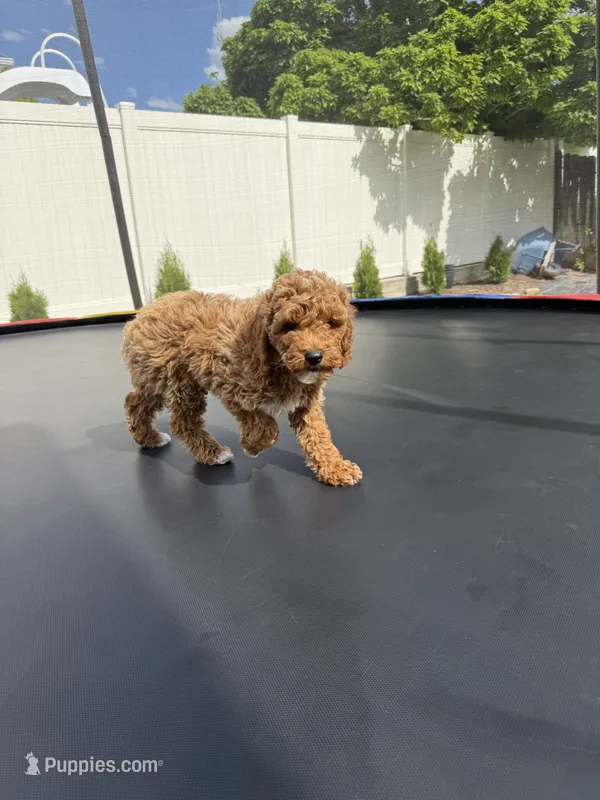 Treasure – Poodle - Standard  puppy for sale in Orem, UT