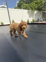 Treasure, a male Poodle - Standard  for sale in Orem, UT – 1 of 4