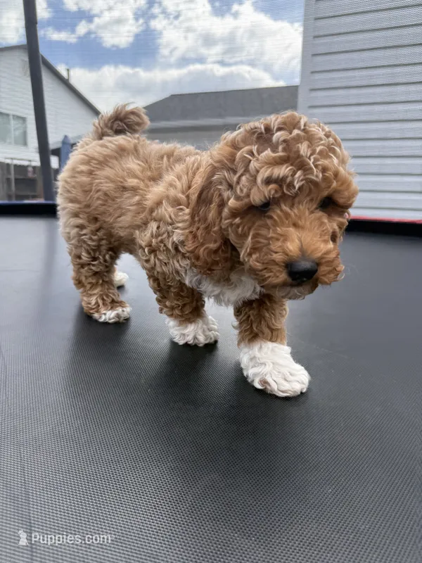 Bear – Poodle - Standard  puppy for sale in Orem, UT