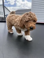 Bear, a male Poodle - Standard  for sale in Orem, UT – 1 of 4