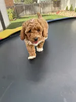 Diamond, a male Poodle - Standard  for sale in Orem, UT – 4 of 6