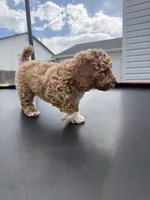 Bear, a male Poodle - Standard  for sale in Orem, UT – 4 of 4