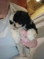 no name yet , a male Shih Tzu for sale in Rockingham, NC – Photo 2 of 3