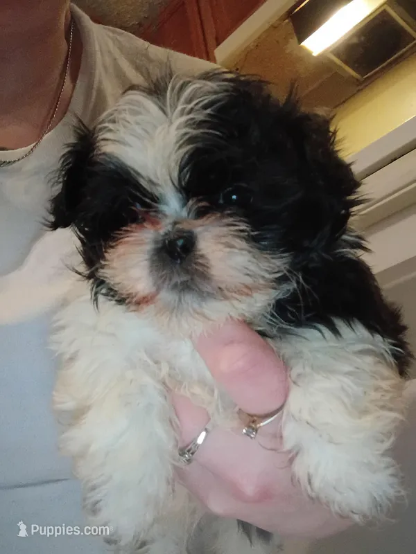no name yet  – Shih Tzu puppy for sale in Rockingham, NC