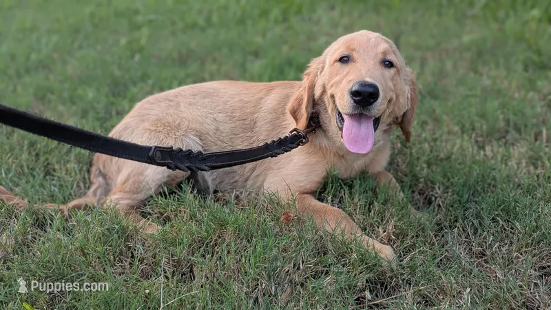 Ozymandias (Ozzy) – Golden Retriever puppy for sale in Tomball, TX