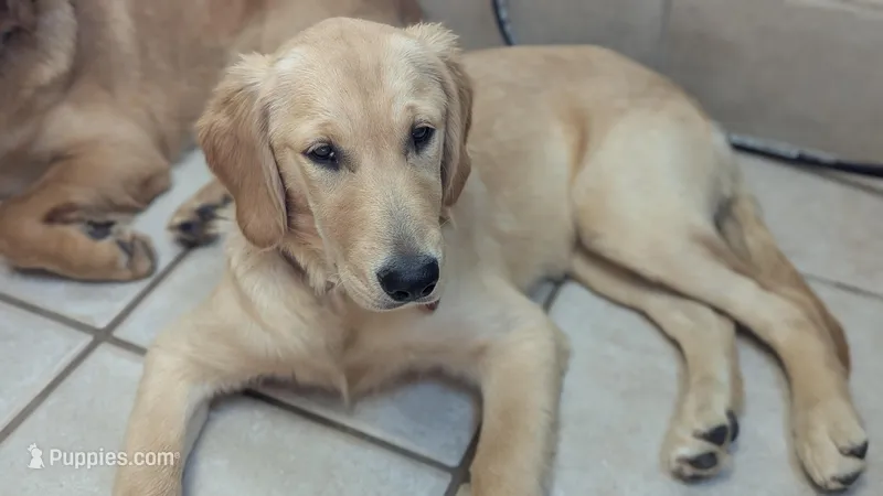 Cinderella (Cindy) – Golden Retriever puppy for sale in Tomball, TX