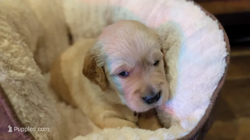 Lily – Golden Retriever puppy on hold in Tomball, TX