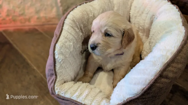 Ruby Rue – Golden Retriever puppy for sale in Tomball, TX